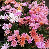 Lewisia 'Brynhyfryd Hybrids'